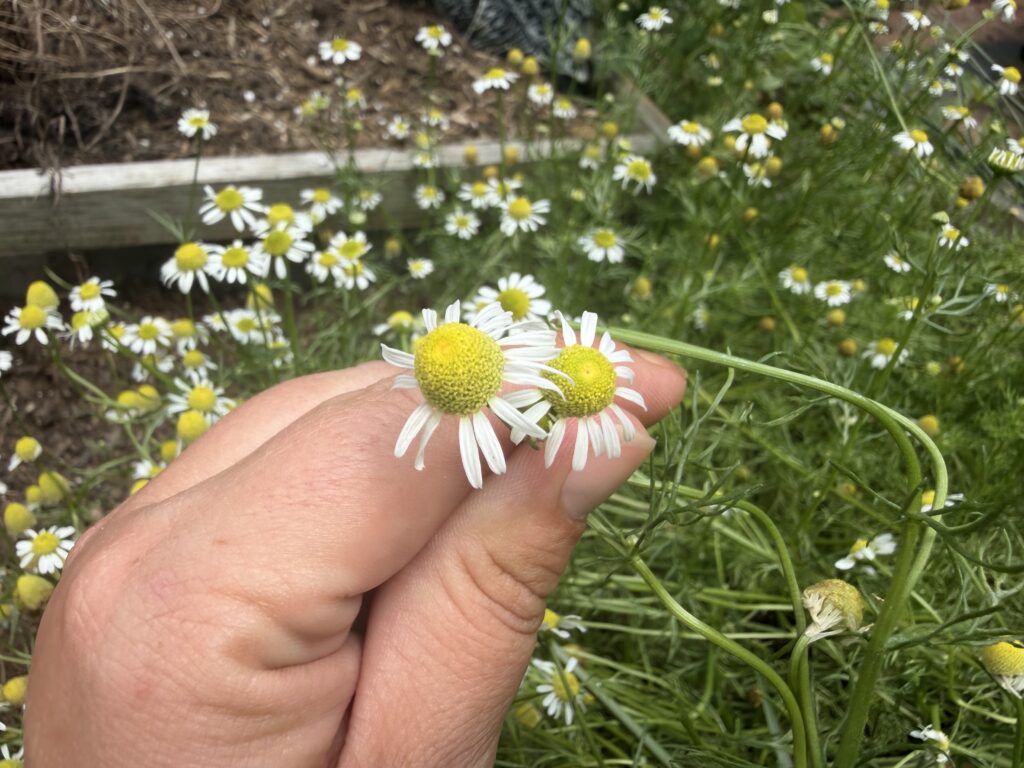 Hand shows three ripe chamomile flowers growing in a raised garden bed