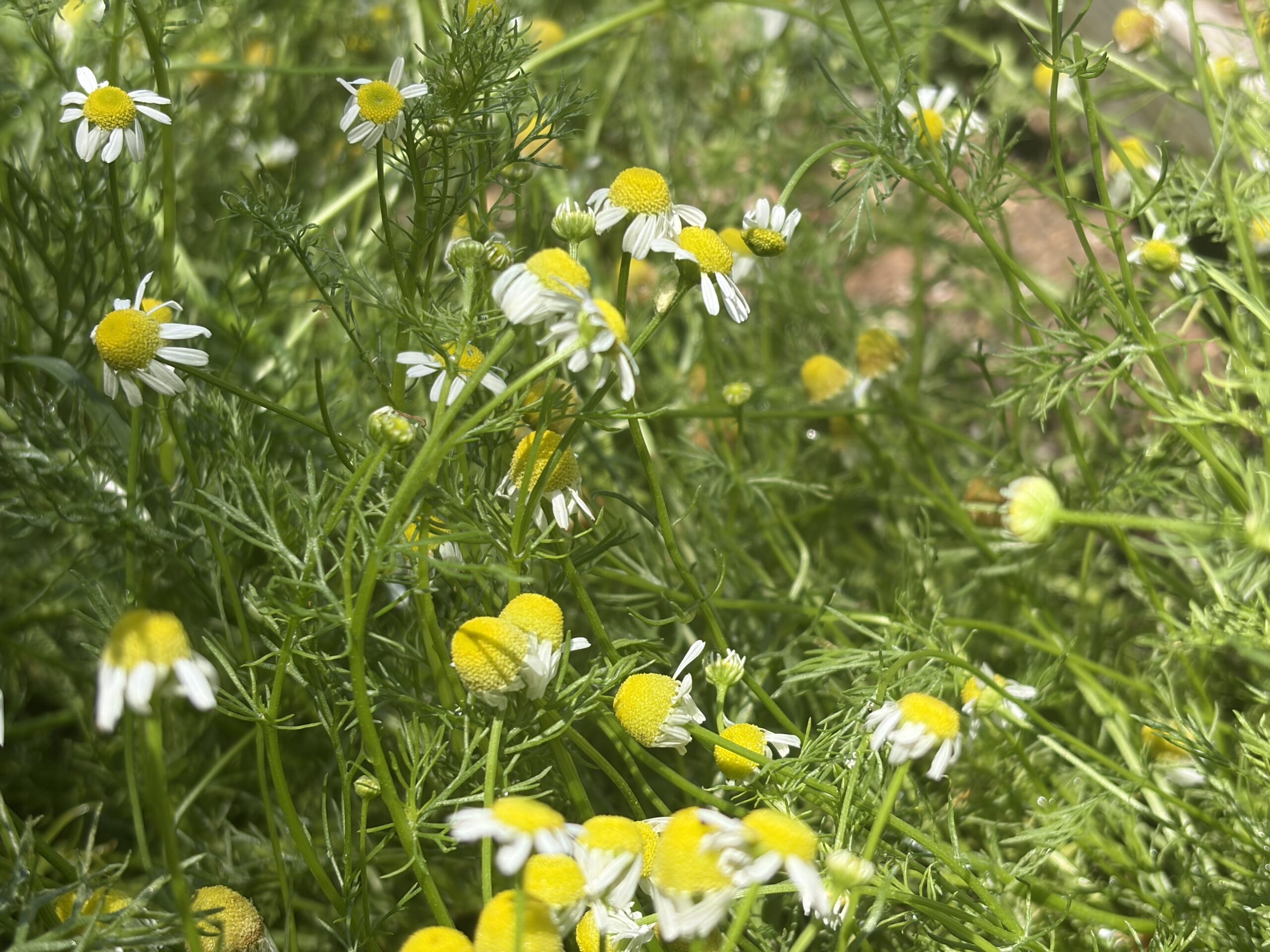 German chamomile plants in a raised garden bed
