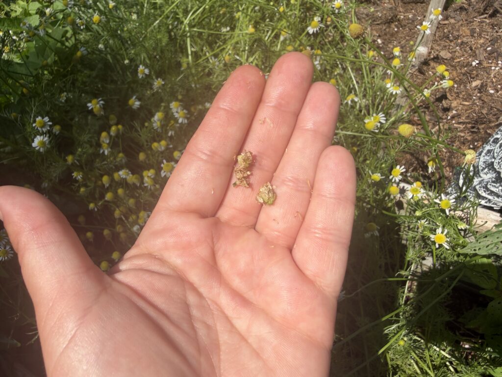 Hand holding overripe chamomile flower centers showing seeds