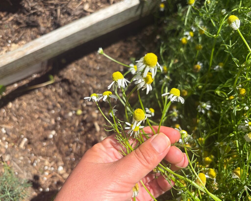 Hand bunched around chamomile flowers and stems