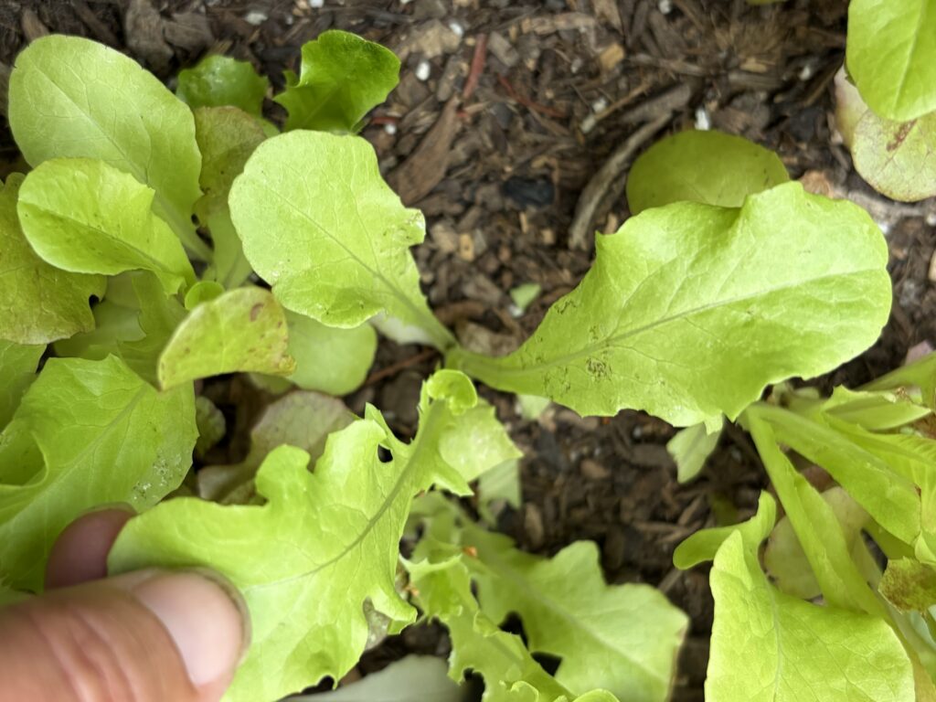 Close up photo of leaf lettuce with a hand pulling back the outer leaves to show the growth point