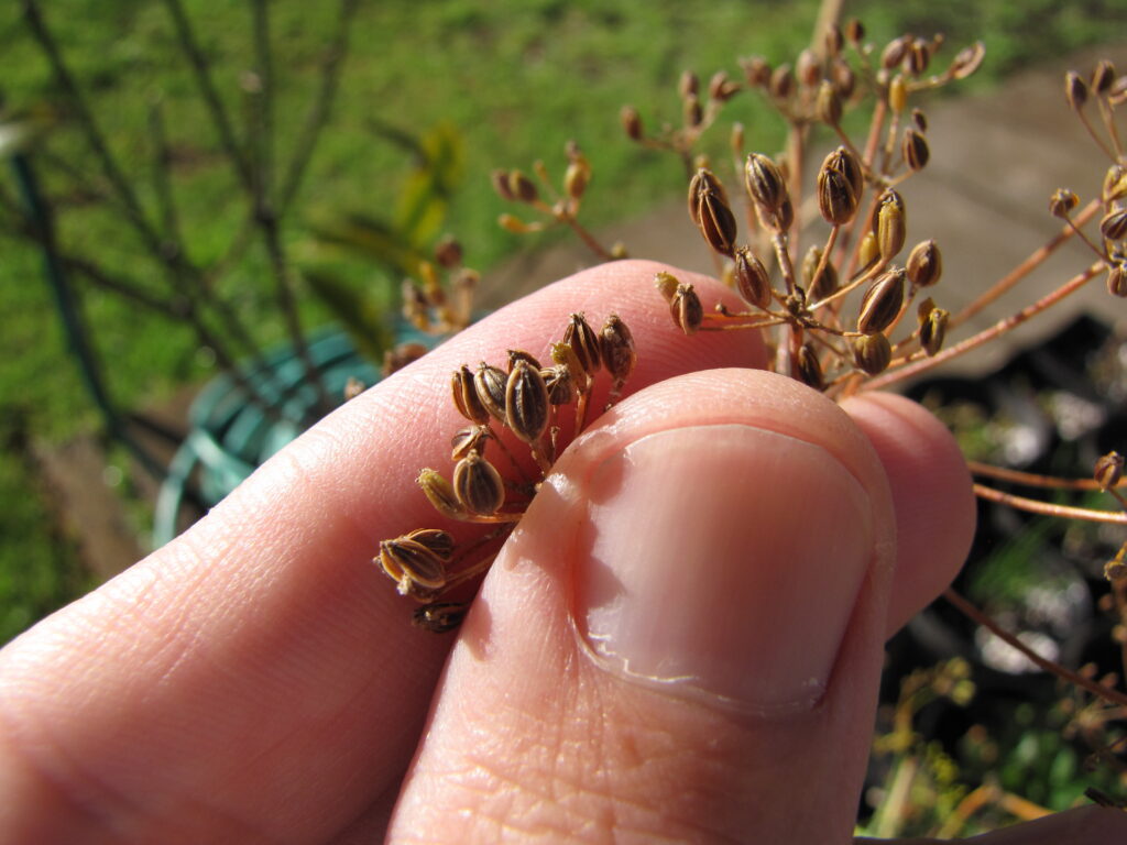 Dill seeds between two fingers