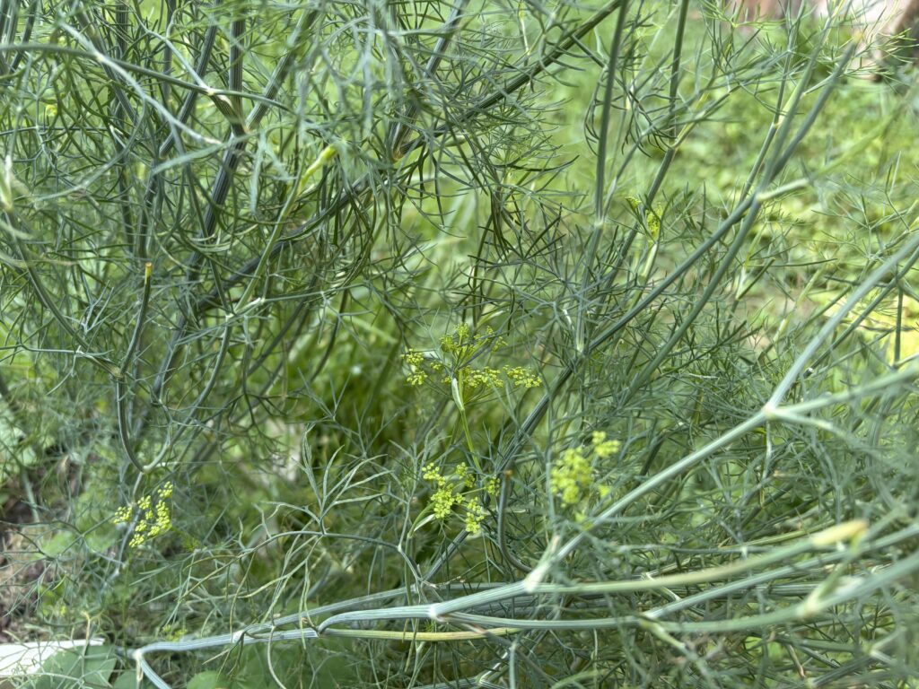 Close-up of a dill plant that is bolting