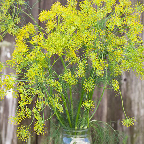Organic Non-GMO Bouquet Dill