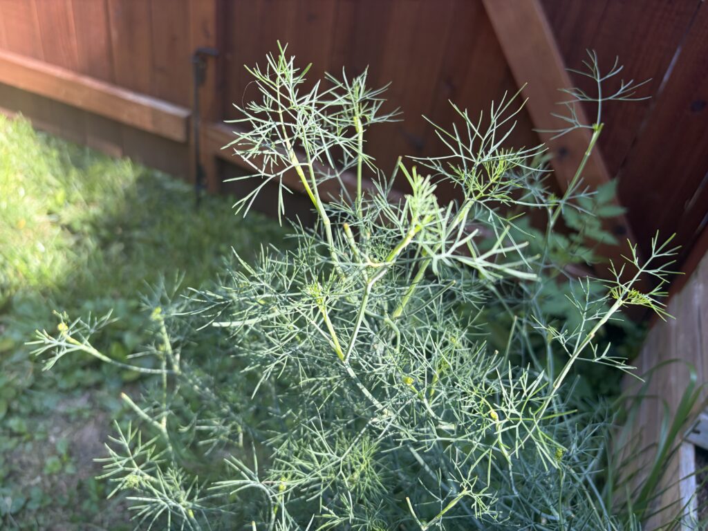 Dill plant growing in a backyard with a privacy fence