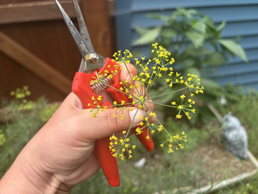 Hand holding garden snips and a blooming dill umble in front of a raised bed