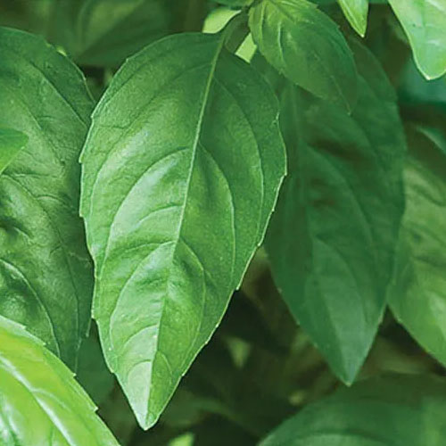Genovese Basil