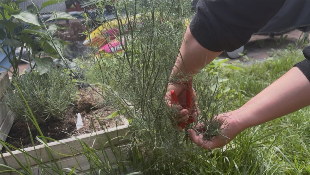 Hands harvesting fresh dill with red pruning shears in a raised garden bed