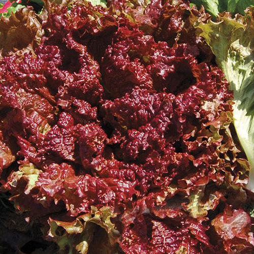 New Fire Red Lettuce