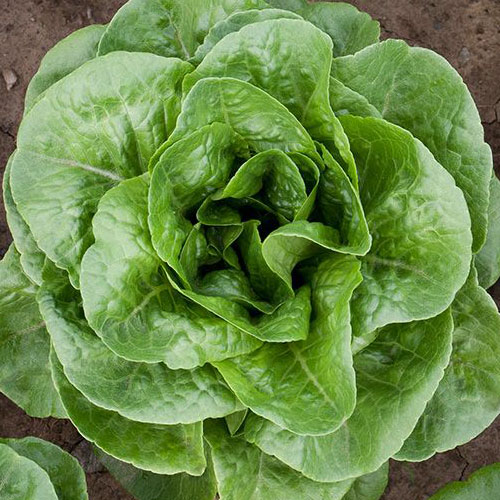 Winter Density Lettuce