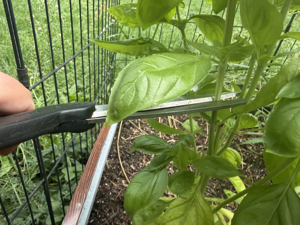 scissors cutting stem of basil plant in raised bed