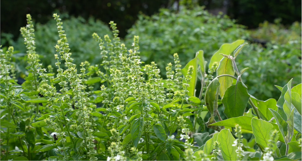 flowering basil plants in garden