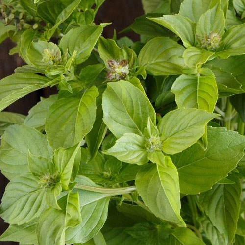 Lemon basil