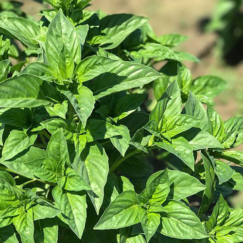 Rutgers Obsession DMR basil